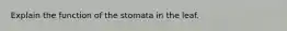 Explain the function of the stomata in the leaf.