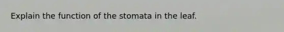 Explain the function of the stomata in the leaf.