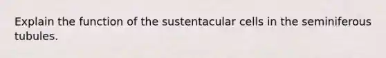 Explain the function of the sustentacular cells in the seminiferous tubules.