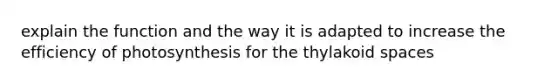 explain the function and the way it is adapted to increase the efficiency of photosynthesis for the thylakoid spaces