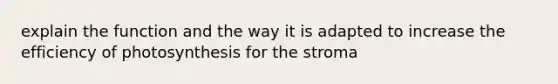 explain the function and the way it is adapted to increase the efficiency of photosynthesis for the stroma