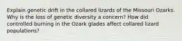 Explain genetic drift in the collared lizards of the Missouri Ozarks. Why is the loss of genetic diversity a concern? How did controlled burning in the Ozark glades affect collared lizard populations?