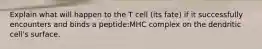 Explain what will happen to the T cell (its fate) if it successfully encounters and binds a peptide:MHC complex on the dendritic cell's surface.