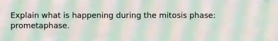 Explain what is happening during the mitosis phase: prometaphase.