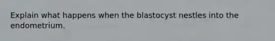 Explain what happens when the blastocyst nestles into the endometrium.