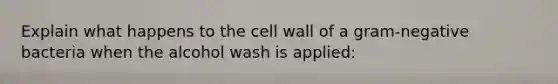 Explain what happens to the cell wall of a gram-negative bacteria when the alcohol wash is applied: