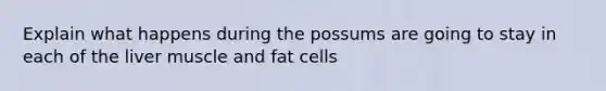 Explain what happens during the possums are going to stay in each of the liver muscle and fat cells