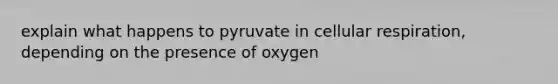 explain what happens to pyruvate in cellular respiration, depending on the presence of oxygen