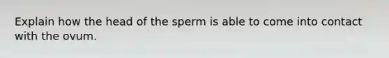 Explain how the head of the sperm is able to come into contact with the ovum.