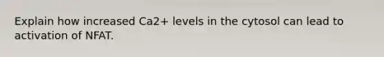 Explain how increased Ca2+ levels in the cytosol can lead to activation of NFAT.