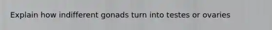 Explain how indifferent gonads turn into testes or ovaries