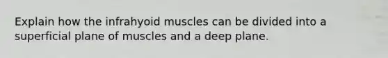 Explain how the infrahyoid muscles can be divided into a superficial plane of muscles and a deep plane.