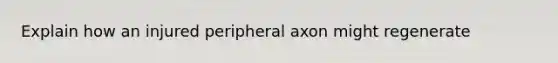 Explain how an injured peripheral axon might regenerate