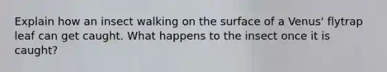Explain how an insect walking on the surface of a Venus' flytrap leaf can get caught. What happens to the insect once it is caught?