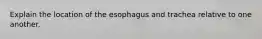 Explain the location of the esophagus and trachea relative to one another.