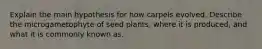 Explain the main hypothesis for how carpels evolved. Describe the microgametophyte of seed plants, where it is produced, and what it is commonly known as.