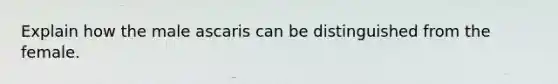 Explain how the male ascaris can be distinguished from the female.