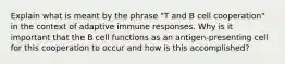 Explain what is meant by the phrase "T and B cell cooperation" in the context of adaptive immune responses. Why is it important that the B cell functions as an antigen-presenting cell for this cooperation to occur and how is this accomplished?