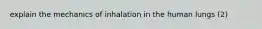 explain the mechanics of inhalation in the human lungs (2)