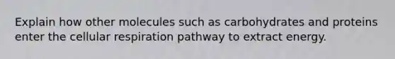 Explain how other molecules such as carbohydrates and proteins enter the cellular respiration pathway to extract energy.