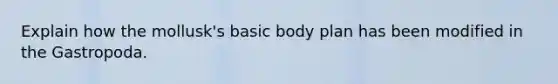 Explain how the mollusk's basic body plan has been modified in the Gastropoda.