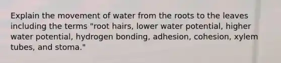 Explain the movement of water from the roots to the leaves including the terms "root hairs, lower water potential, higher water potential, hydrogen bonding, adhesion, cohesion, xylem tubes, and stoma."