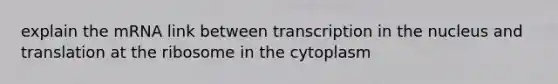 explain the mRNA link between transcription in the nucleus and translation at the ribosome in the cytoplasm