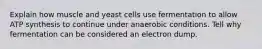 Explain how muscle and yeast cells use fermentation to allow ATP synthesis to continue under anaerobic conditions. Tell why fermentation can be considered an electron dump.