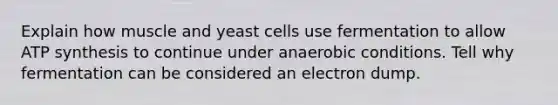 Explain how muscle and yeast cells use fermentation to allow ATP synthesis to continue under anaerobic conditions. Tell why fermentation can be considered an electron dump.