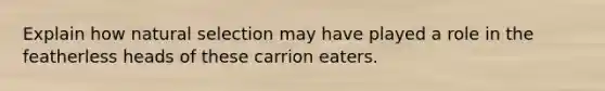 Explain how natural selection may have played a role in the featherless heads of these carrion eaters.