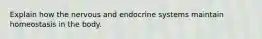 Explain how the nervous and endocrine systems maintain homeostasis in the body.