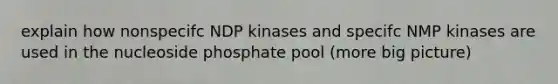 explain how nonspecifc NDP kinases and specifc NMP kinases are used in the nucleoside phosphate pool (more big picture)