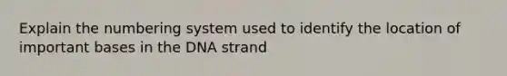 Explain the numbering system used to identify the location of important bases in the DNA strand