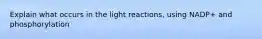 Explain what occurs in the light reactions, using NADP+ and phosphorylation