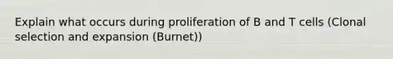 Explain what occurs during proliferation of B and T cells (Clonal selection and expansion (Burnet))