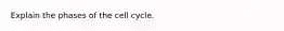 Explain the phases of the cell cycle.