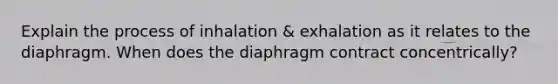 Explain the process of inhalation & exhalation as it relates to the diaphragm. When does the diaphragm contract concentrically?