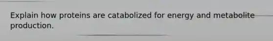 Explain how proteins are catabolized for energy and metabolite production.