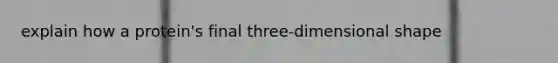 explain how a protein's final three-dimensional shape