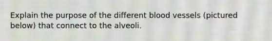 Explain the purpose of the different blood vessels (pictured below) that connect to the alveoli.