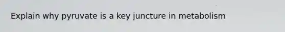 Explain why pyruvate is a key juncture in metabolism