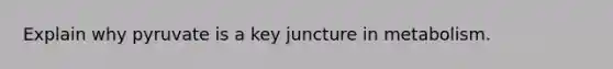 Explain why pyruvate is a key juncture in metabolism.