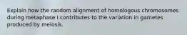 Explain how the random alignment of homologous chromosomes during metaphase I contributes to the variation in gametes produced by meiosis.