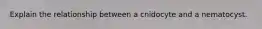 Explain the relationship between a cnidocyte and a nematocyst.
