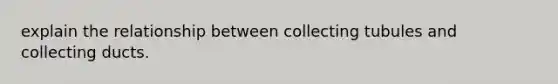 explain the relationship between collecting tubules and collecting ducts.