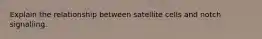 Explain the relationship between satellite cells and notch signalling.
