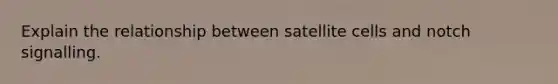 Explain the relationship between satellite cells and notch signalling.