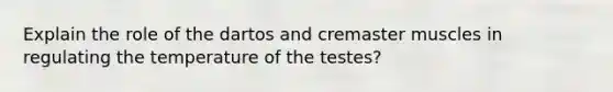 Explain the role of the dartos and cremaster muscles in regulating the temperature of the testes?