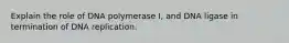 Explain the role of DNA polymerase I, and DNA ligase in termination of DNA replication.