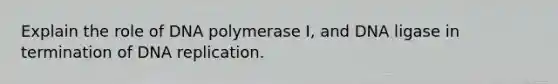 Explain the role of DNA polymerase I, and DNA ligase in termination of <a href='https://www.questionai.com/knowledge/kofV2VQU2J-dna-replication' class='anchor-knowledge'>dna replication</a>.